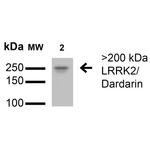 LRRK2 Antibody in Western Blot (WB)