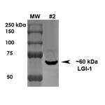 LGI1 Antibody in Western Blot (WB)