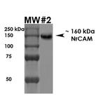 NRCAM Antibody in Western Blot (WB)