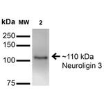 NLGN3 Antibody in Western Blot (WB)