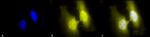 HSF1 Antibody in Immunocytochemistry (ICC/IF)