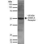 GABRA2 Antibody in Western Blot (WB)