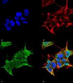 GABRA4 Antibody in Immunocytochemistry (ICC/IF)