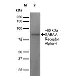 GABRA4 Antibody in Western Blot (WB)