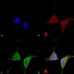 GABRA5 Antibody in Immunocytochemistry (ICC/IF)