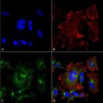 NPAS4 Antibody in Immunocytochemistry (ICC/IF)