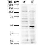 Acrolein Antibody in Western Blot (WB)