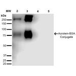 Acrolein Antibody in Western Blot (WB)