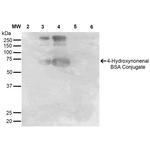 4-Hydroxynonenal Antibody in Western Blot (WB)