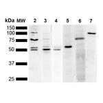 KDEL Antibody in Western Blot (WB)