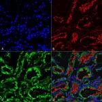 KDEL Antibody in Immunohistochemistry (Paraffin) (IHC (P))