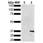 Metallothionein Antibody in Western Blot (WB)