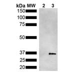 Metallothionein Antibody in Western Blot (WB)