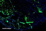 Parvalbumin Antibody in Immunohistochemistry (IHC)