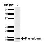 Parvalbumin Antibody in Western Blot (WB)