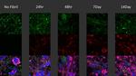 Phospho-alpha Synuclein (Ser129) Antibody in Immunocytochemistry (ICC/IF)