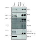 VPS35 Antibody in Immunoprecipitation (IP)