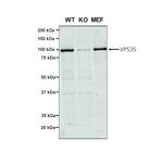 VPS35 Antibody in Western Blot (WB)