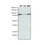 VPS35 Antibody in Western Blot (WB)