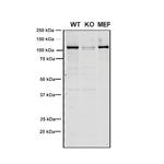 VPS35 Antibody in Western Blot (WB)