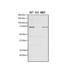 VPS35 Antibody in Western Blot (WB)