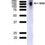 nNOS Antibody in Western Blot (WB)