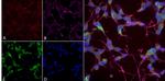 nNOS Antibody in Immunocytochemistry (ICC/IF)