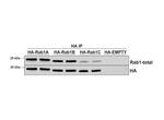 RAB1A Antibody in Immunoprecipitation (IP)