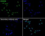 JMJD1B Antibody in Immunocytochemistry (ICC/IF)