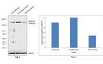 JMJD1B Antibody