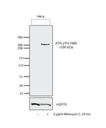 Phospho-ATR (Thr1989) Antibody