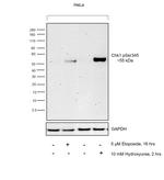 Phospho-CHK1 (Ser345) Antibody in Western Blot (WB)