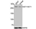 SETD1A Antibody in Western Blot (WB)