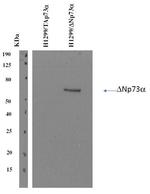 p73 delta Antibody in Western Blot (WB)