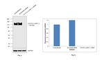 LAMP1 Antibody in Western Blot (WB)