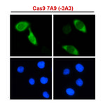 Cas9 Antibody in Immunocytochemistry (ICC/IF)