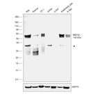 MEF2C Antibody in Western Blot (WB)