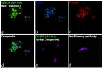 CD275 (B7-H2) Antibody in Immunocytochemistry (ICC/IF)