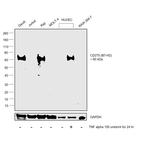 CD275 (B7-H2) Antibody