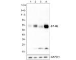 CD275 (B7-H2) Antibody in Western Blot (WB)