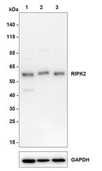 RIP2 Antibody in Western Blot (WB)