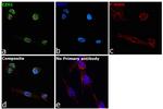 EZH1 Antibody in Immunocytochemistry (ICC/IF)