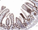 EZH1 Antibody in Immunohistochemistry (Paraffin) (IHC (P))