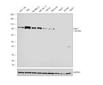 EZH1 Antibody in Western Blot (WB)