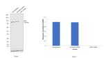 EZH1 Antibody in Western Blot (WB)