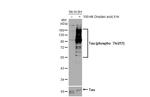 Phospo-Tau (Thr217) Antibody in Western Blot (WB)