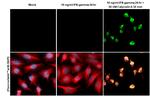 Phospho-PKR (Thr446) Antibody in Immunocytochemistry (ICC/IF)