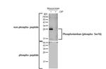 Phospho-Phospholamban (Ser16) Antibody in Western Blot (WB)