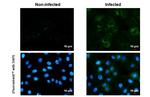 Zika Virus NS1 (strain H/PF/2013) Antibody in Immunocytochemistry (ICC/IF)