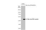 Zika Virus NS1 (strain H/PF/2013) Antibody in Western Blot (WB)